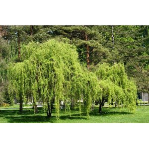 Vŕba babylonská (Salix Babylonica) ´TORTUOSA´ - výška 200-250 cm,  kont. C12L